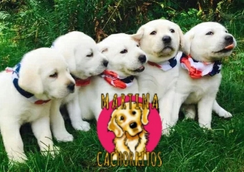 Labrador Machitos Divinos - Martina Cachorritos En Argentina