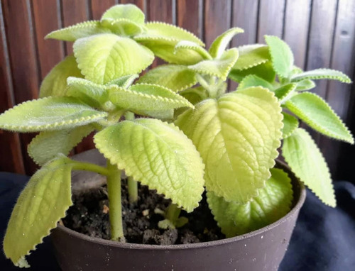 Fotos De La Planta De Oregano Orejon