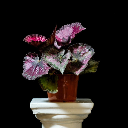 Begonia Rex Clásica Increíbles Hojas ! ! ! - Plantaskolog