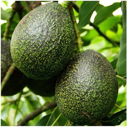 Aguacate Hass Enano + Semillas