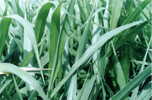 Sementes De Brachiaria Híbrida Mulato 2 (saco Com 10kg)