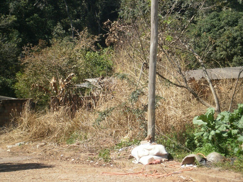 Imagem 4 de 5 de Lote No Bairro Panorama Em Igarapé. - 721
