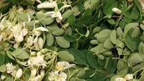 Comprar Moringa (moringa Oleifera) Mas Semillas