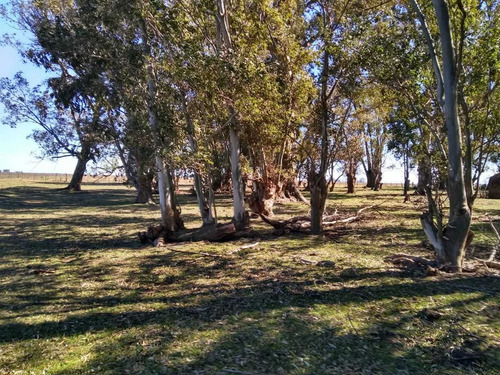 Vendo Campo De 226 Ha