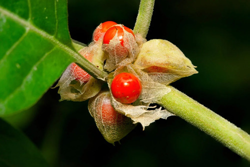 20 Semillas Ginseng Indio Ashwagandha Whitania Sommnifera 