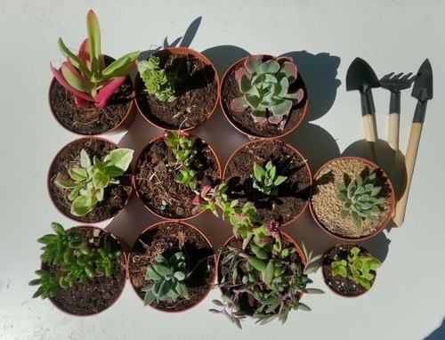 Suculentas Regalo Con Sentido  Pack 10 + Set De Jardinería 