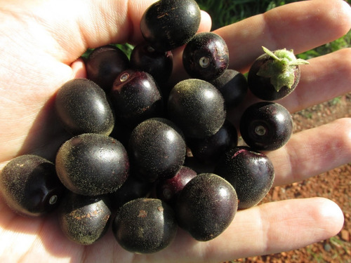 Fruta Tarumã Uva Do Cerrado - Sementes Arvore Nativa P/ Muda