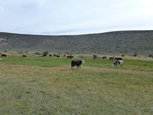Inmobiliaria Comodoro - Campo A 80 Km De Esquel Sobre Ruta 40 Pavimentada