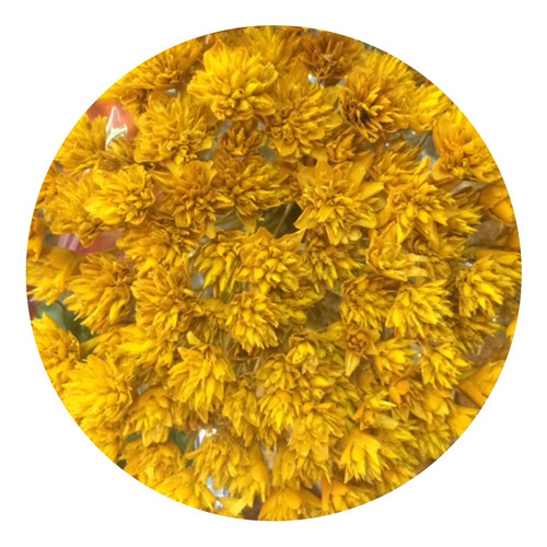 Flores Desidratadas - 2 Sempre Viva Espetinho Amarelo