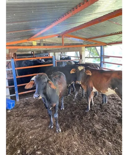 Venta Finca Productiva 132 Hectáreas Entre Pácora Y Salamina, Caldas