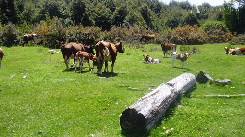 Sitio En Venta En Futalefu