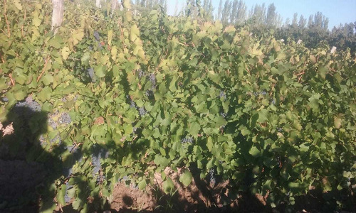 Imagen 13 de 13 de Propietario Venda Casa Y Finca De 17ha En San Rafael Mendoza