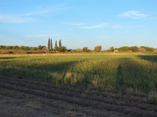 Campo 96ha, Luis Beltrán, Río Negro, Patagonia, Costa De Río.