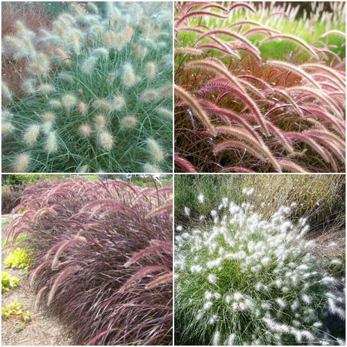 50 Sementes Combo Pennisetum Capim Dos Texas Branco E Roxo