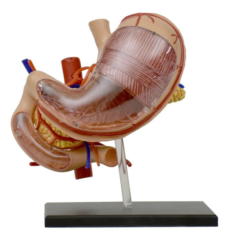 Modelo Anatómico De Estómago, De Lujo, Medicina Y Educación