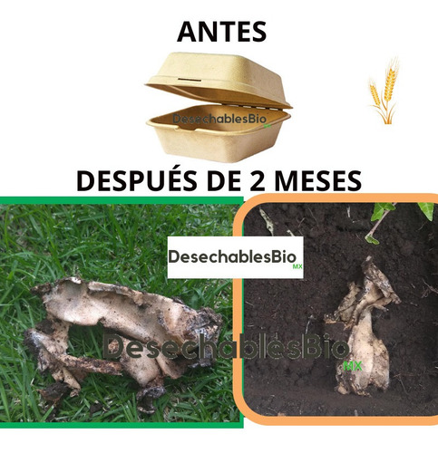 Imagen 7 de 8 de 50 Contenedores 9x6x3 Division Biodegradable Bagazo De Trigo