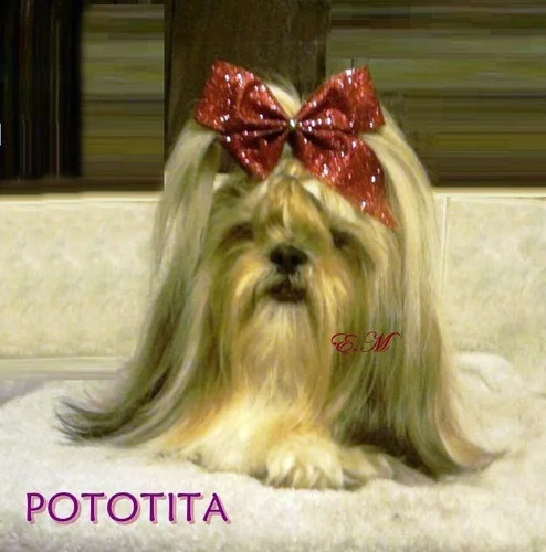Preciosa Shitzu Cachorra Pura Shih Tzu Shihtzu Bella