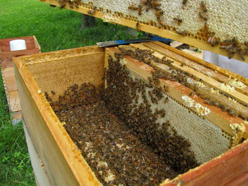 Colmena Abeja- Camara De Cria - Nucleo - Reina - El Dorado (Usado)