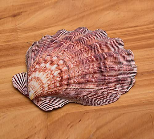 Conchas De Mar Grandes Pulidas, 4 Piezas, 5-6 Pulgadas, Deco