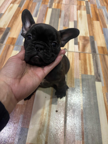 Bulldog Francés Hembra