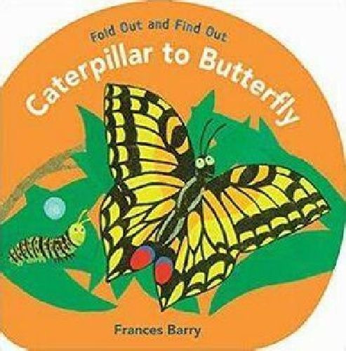 Caterpillar To Butterfly