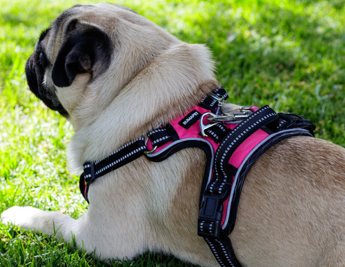 Arnés Antitirones Perro Chico Mediano Grande Pechera Comoda Rosa Grande Rumapet