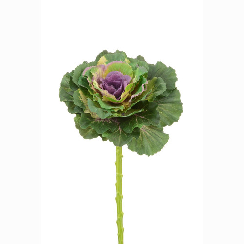 Floristrywarehouse Tallo Repollo Decorativo Brassica 18 