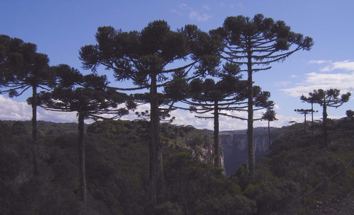 33 Semillas De Pino Paraná (araucaria Angustifolia)