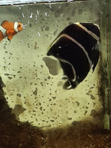 Peixe Paru Água Salgada
