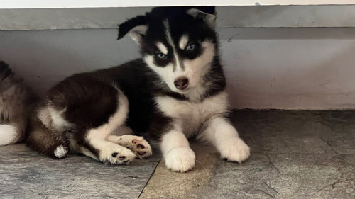 Cachorros Husky 1 Mes Y 15 Días