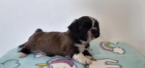 Imagem 5 de 5 de Shih Tzu Seu Melhor 1400