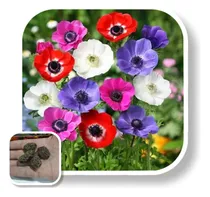 Comprar Bulbo Anémona D Caen, Import De Holanda,  Cant 10