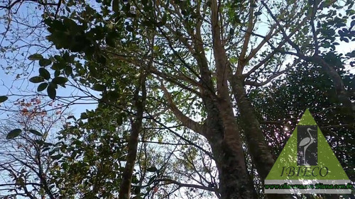Imagem 28 de 30 de Chacara - 2689 - 70026970