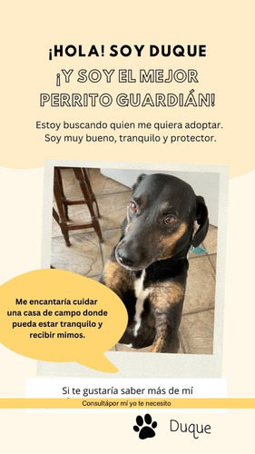 Perro Guardián, Mestizo 5 Años Aprox. Cariñoso, Obediente