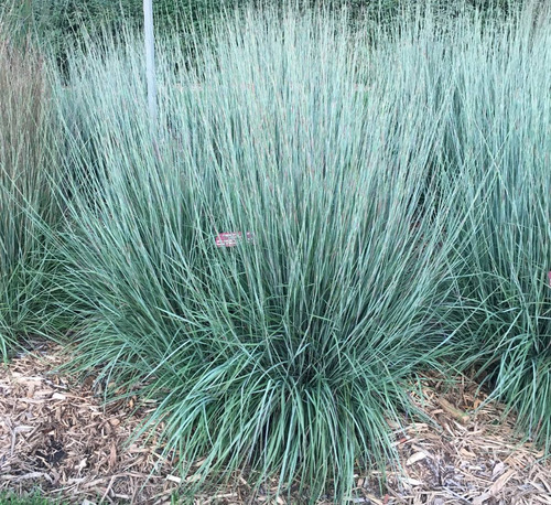 Sementes Grama Azul Little Bluestem  Schizachyrium Scoparium