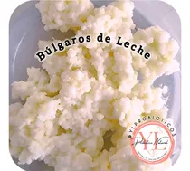 Comprar Hongos De Leche, Búlgaros Kéfir Tradicionales