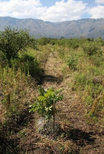 Imagen 6 de 13 de Campo De 6ha En Venta En La Chacra, La Paz, San Javier, Cdba