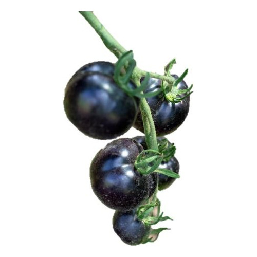 Sobre Para Sembrar 15 Plantas De Tomates Cherry Negro