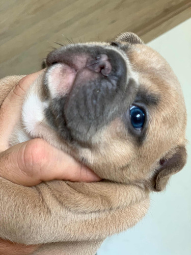 Cachorro Bulldog Francés Blue Fawn