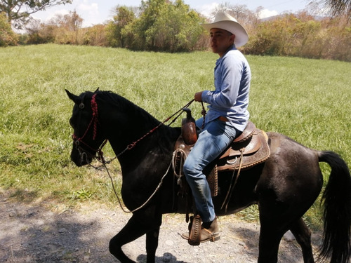 Precioso Caballo 1/4 De Milla