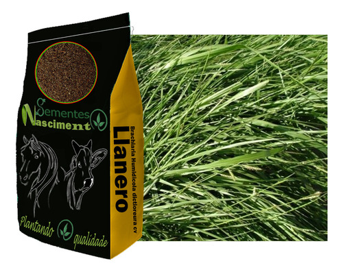 Brachiaria 10kg Humidicula Dictioneura Llanero - P/ 6.000m²