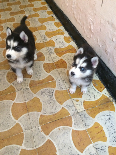 Huskys Siberianos