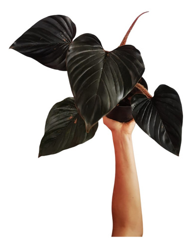 Filodendron Squamicaule Black/red