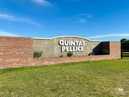 Quintas Pellice - Solar 02
