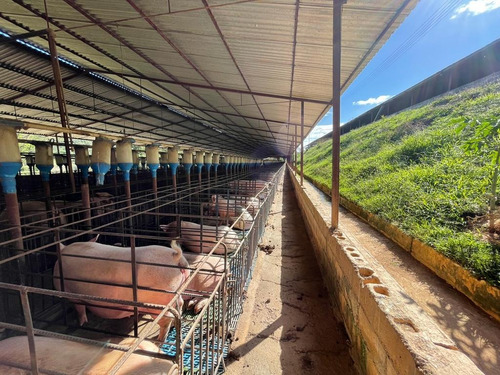 Imagen 9 de 12 de Finca Para La Cria De Cerdos En La Victoria En Venta