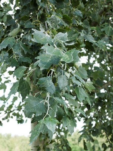 Populus Alba F. Nivea (alamo Nivea Alba),alamo Plateado