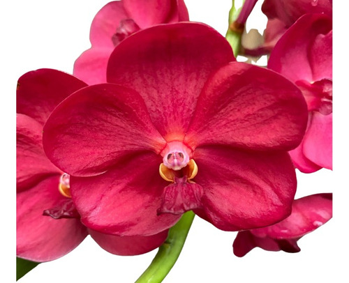 Orquídea Vanda Ascocenda Royal Vilas Red Dream Adulta