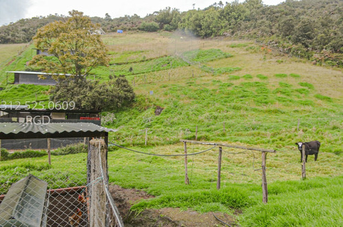 Imagen 11 de 30 de Vendo Finca Avícola En Producción Lenguazaque Villapinzon Casa Camión Galpones Clientes 9100 M2 $500