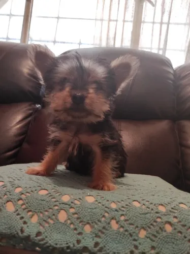 comprar Cachorros Yorkshire Súper Minis 