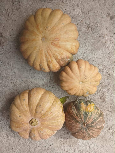 Semillas De Calabasa Criolla 200 Semillas